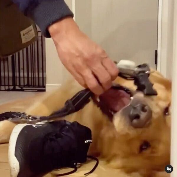 お散歩に行きたくないモッシュくん