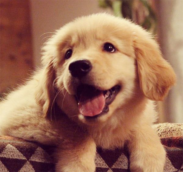 微笑むゴールデン・レトリーバー