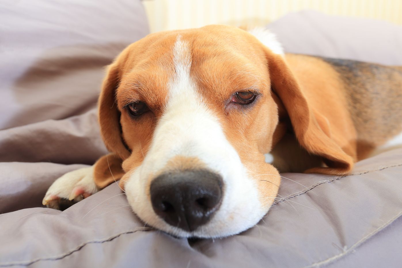 獣医が教える 本当は怖い犬の貧血 疾患と原因 症状 治療 費用の目安 いぬのきもちweb Magazine 獣医が教える 本当は怖い犬の貧血 疾患と原因 症状 治療 費用の目安 いぬのきもちweb Magazine