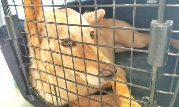 キャリーケースに入るおこめちゃん