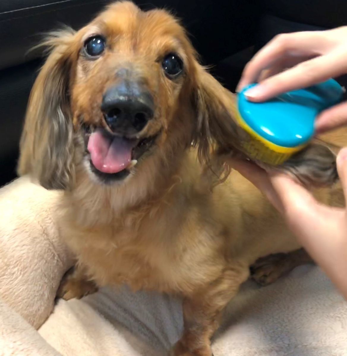 笑顔のミニチュアダックスフンド