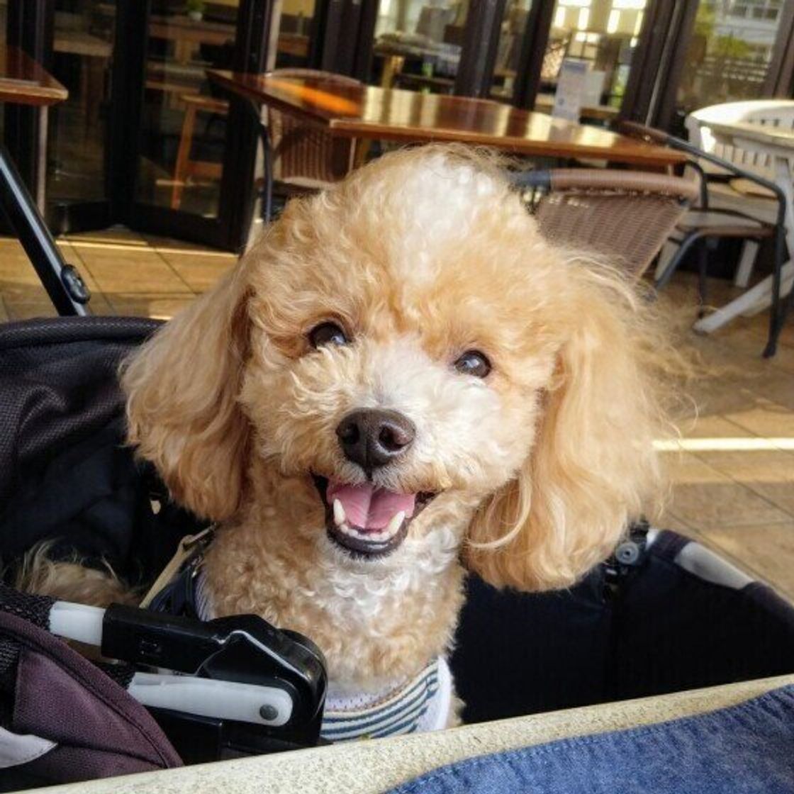 獣医師監修 犬にコーヒーは絶対にng 飲んでしまったときの症状と対処方法 いぬのきもちweb Magazine 獣医師監修 犬にコーヒーは絶対にng 飲んでしまったときの症状と対処方法 いぬのきもちweb Magazine