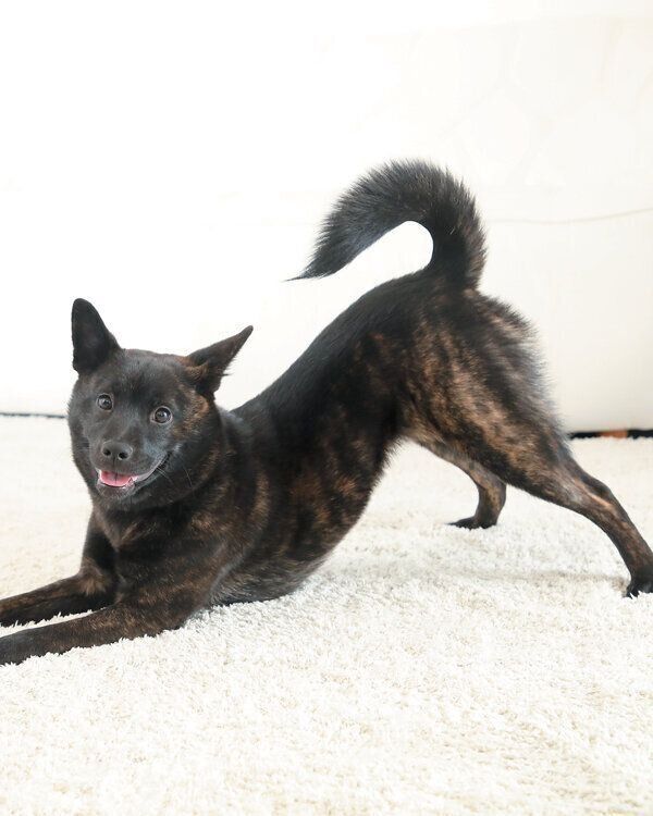 犬の体の動きを知ろう