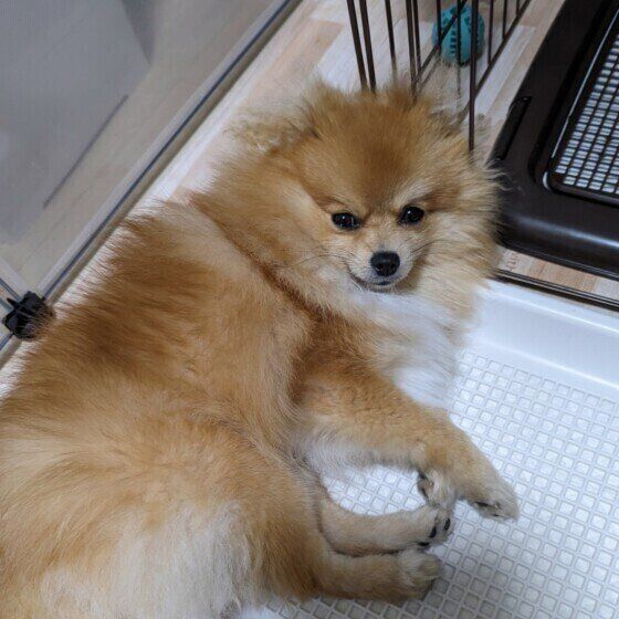 犬がトイレで寝る理由と対処法 なぜトイレの上で寝てしまうの？ いぬのきもち