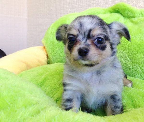 見つめるチワワ