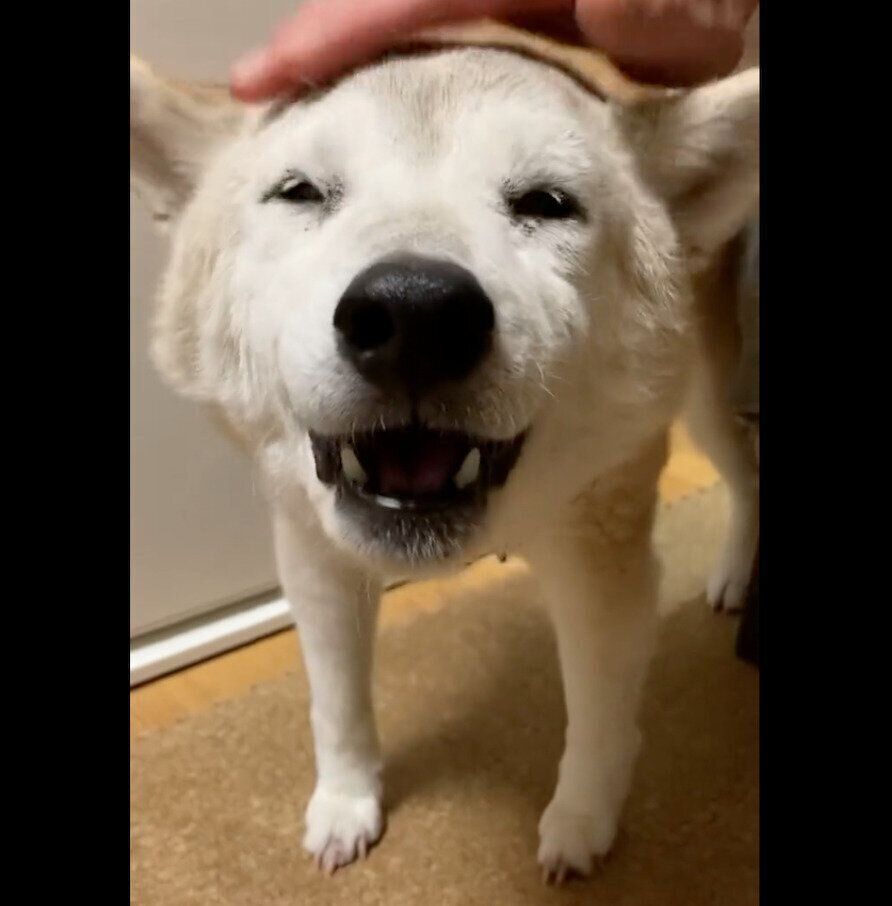 お姉ちゃんになでてもらって嬉しそうなクウちゃん