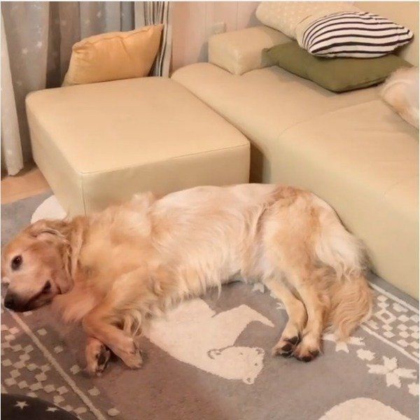 ゴールデン・レトリーバー