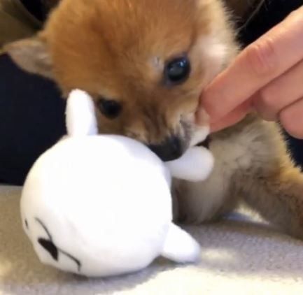 柴犬コロちゃん