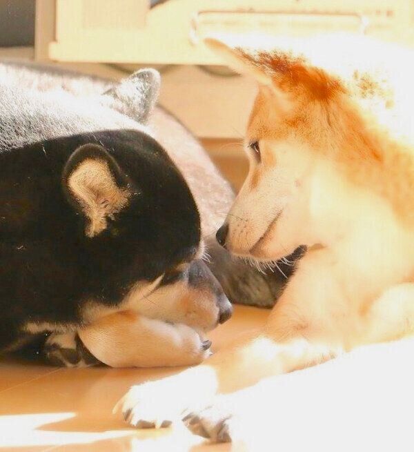 けんしろうくんを見つめるゆりあちゃん