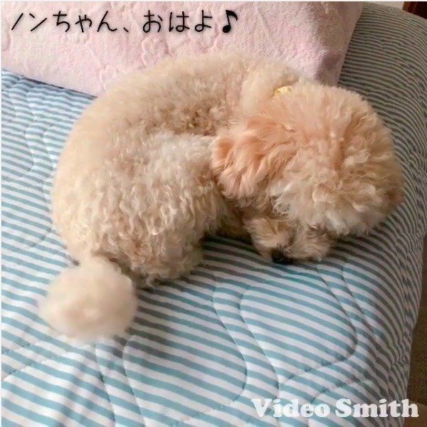 しっぽで挨拶するトイ・プードル