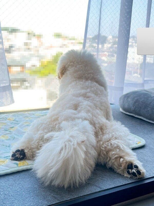 窓から外を見つめるぺんたくん