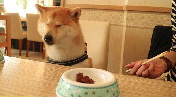 焼き肉を初めて食べる柴犬