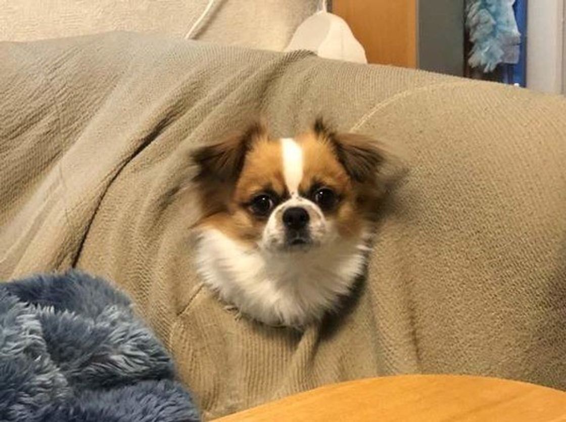 愛犬が飼い主さんのそばで寝るときのくっつき方で信頼度がわかる いぬのきもちweb Magazine 愛犬が飼い主さんのそばで寝るときのくっつき方で信頼度がわかる いぬのきもちweb Magazine