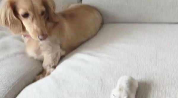 ミニチュア・ダックスフンドとハムスター