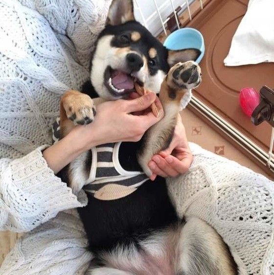 あおむけで歯磨き中の柴犬