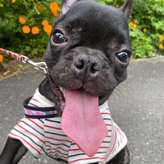 舌を出すフレンチ・ブルドッグ