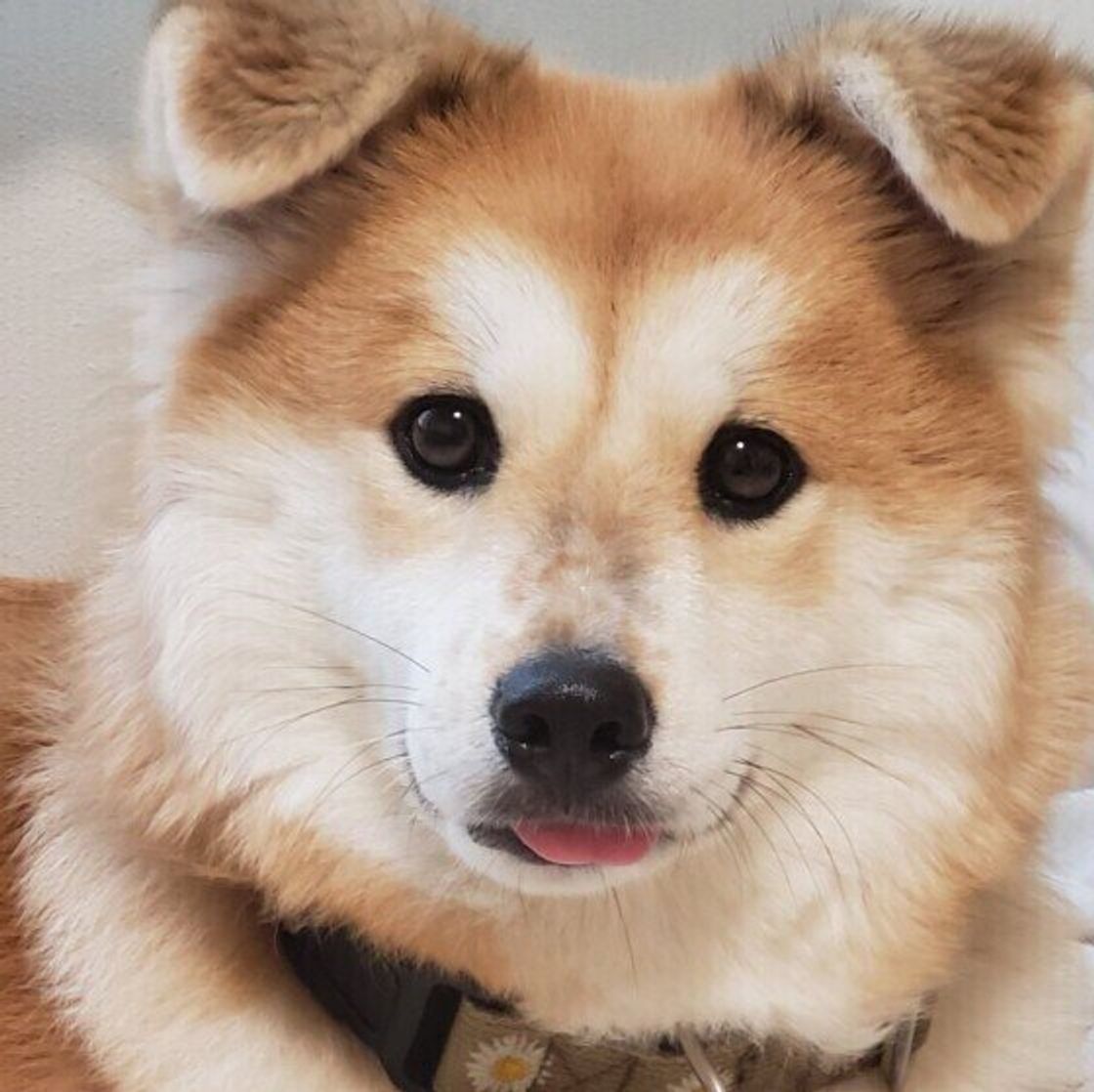 獣医師監修 犬の予防接種後のシャンプー 散歩 いつからok いぬのきもちweb Magazine 獣医師監修 犬の予防接種後のシャンプー 散歩 いつからok いぬのきもちweb Magazine