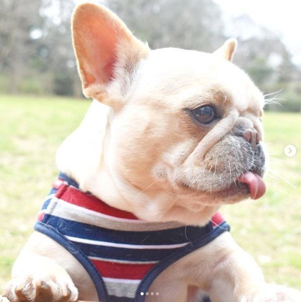 元繁殖犬・フレンチ・ブルドッグのもなちゃん