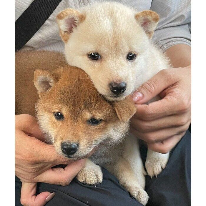 生後2カ月のころに撮影したももちゃん、さくらちゃん