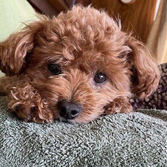 犬がウンチを食べるのをやめさせたい! 犬の食糞症で考えられる病気と対処法 いぬのきもち