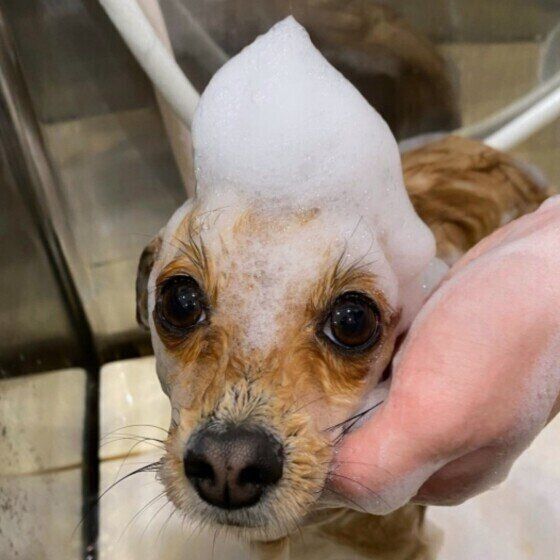 MIXのはんなちゃん