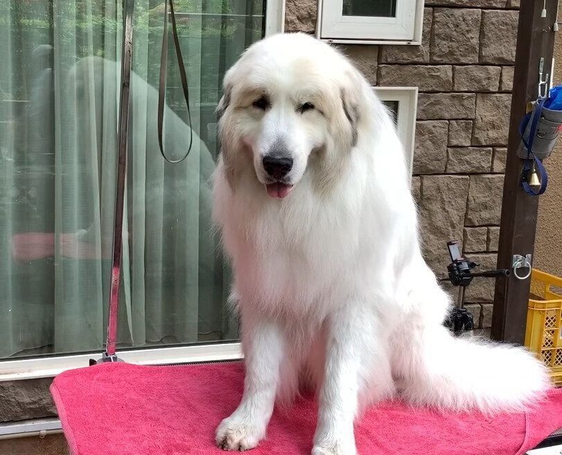 ブラッシングする犬