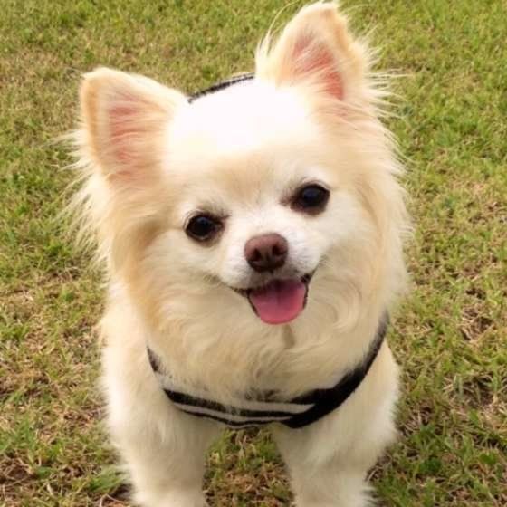 可愛い笑顔のチワワちゃん