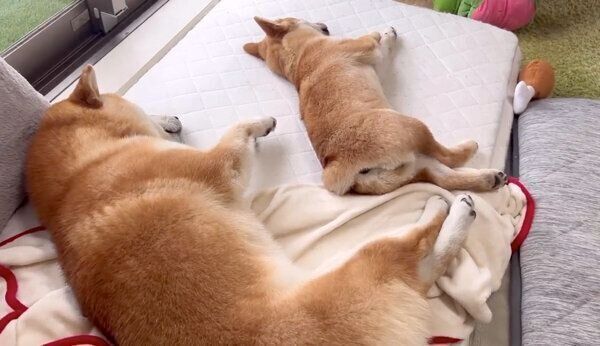 仲良く眠る兄・こむぎくんと、妹・わらびちゃん