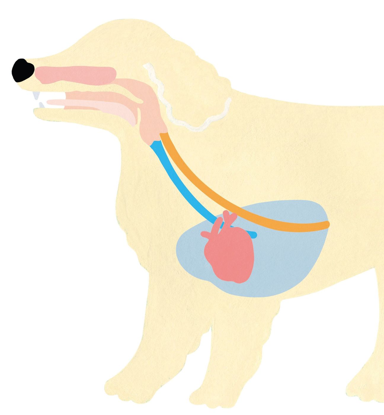 犬の呼吸がいつもと違う 息の音 でわかる病気 いぬのきもちweb Magazine 犬の呼吸がいつもと違う 息の音 でわかる病気 いぬのきもちweb Magazine