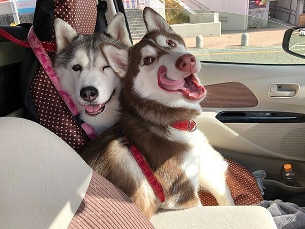 車に乗るシルビアちゃんとシャンテちゃん
