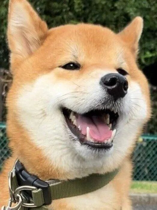 ニコニコ笑顔のこんくん