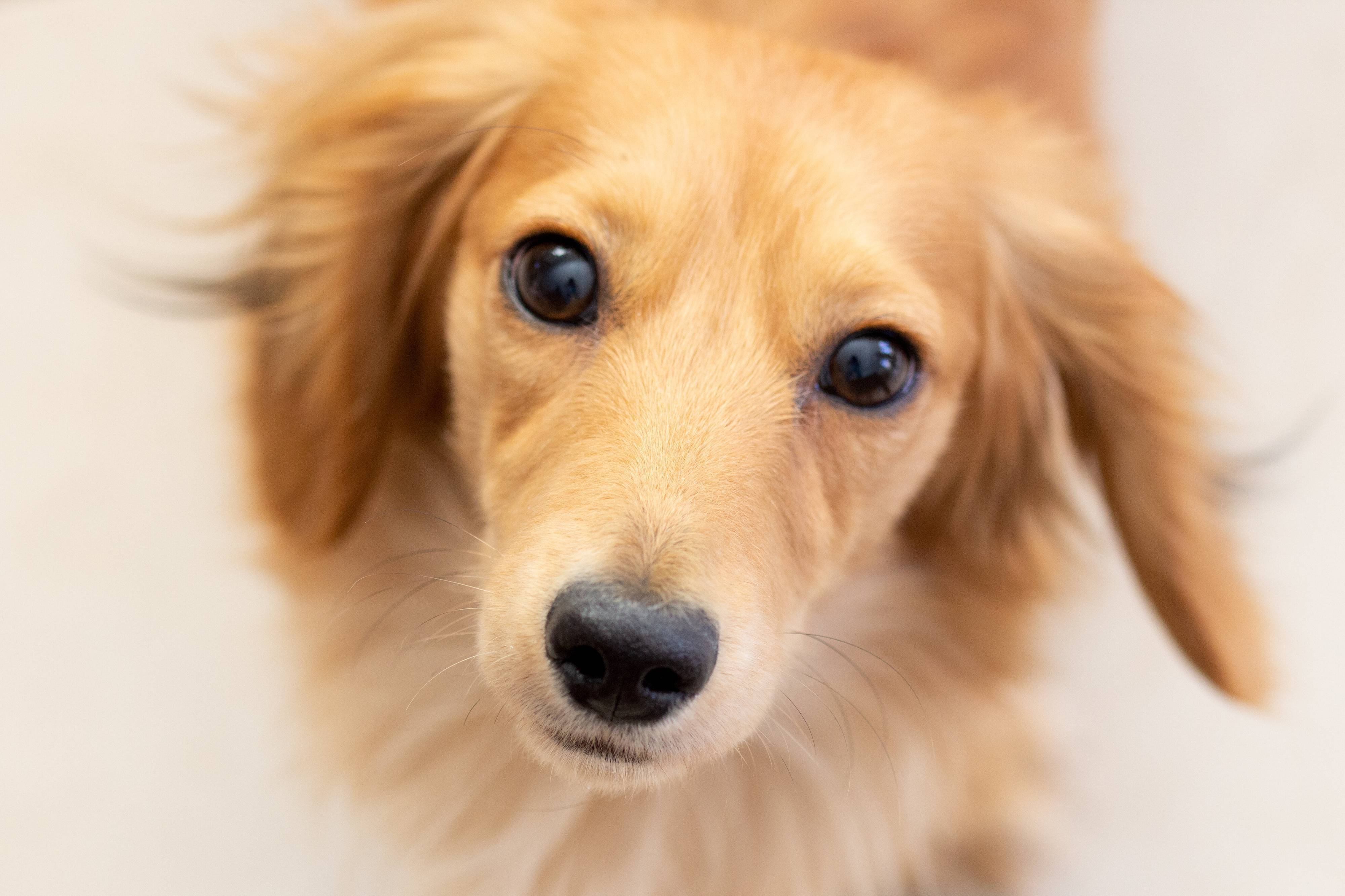 見つめる犬