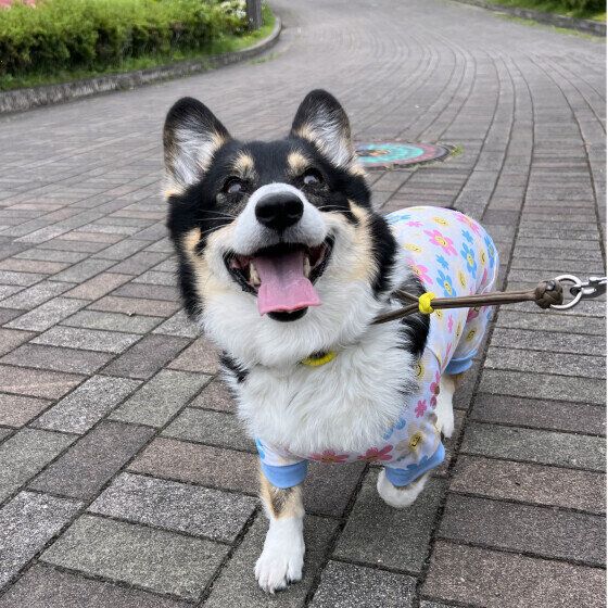 ウェルシュ・コーギー・ペンブロークのたびちゃん♪