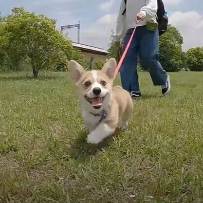 コーギー　ウニくん