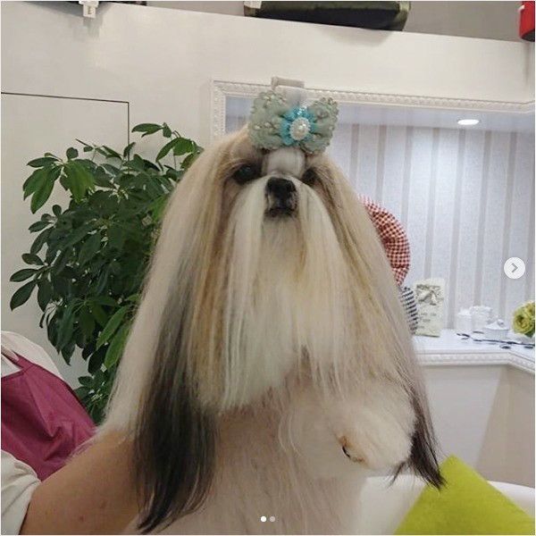 リボンをつけるシー・ズー