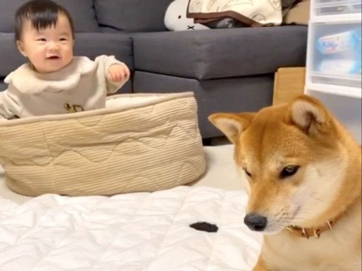 ニトリの犬ベッドにハマる妹ちゃん お気に入りを奪われた柴犬の反応 いぬのきもちweb Magazine ニトリの犬ベッドにハマる妹ちゃん お気に入りを奪われた柴犬の反応 いぬのきもちweb Magazine