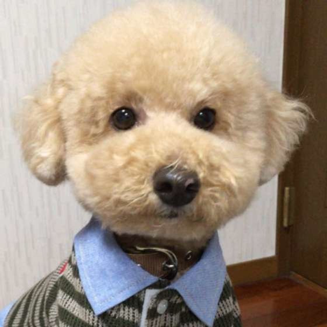 小型犬のお散歩の時間の適量は 散歩は歩くだけが目的ではない いぬのきもちweb Magazine 小型犬のお散歩の時間の適量は 散歩は歩くだけが目的ではない いぬのきもちweb Magazine