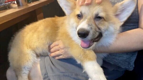 ヘッドマッサージでとろけるレイくん