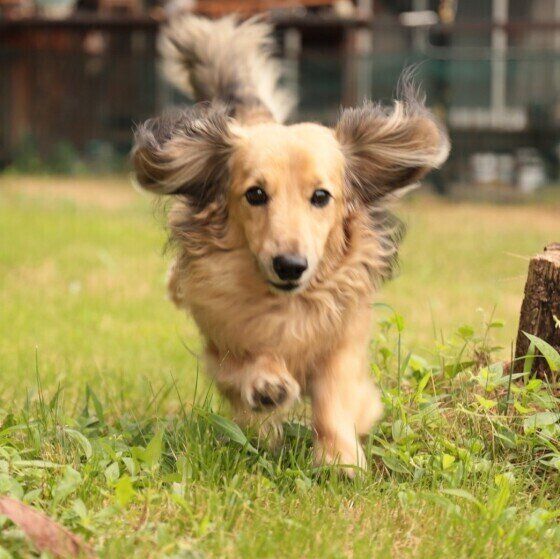 ミニチュア・ダックスフンド・ラッキーくん・ロング