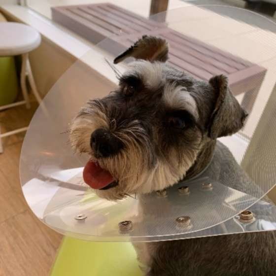 エリザベスカラーの犬