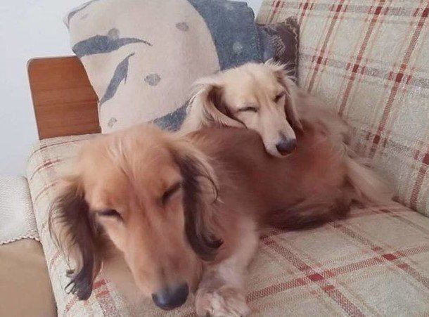 ダックスフンド