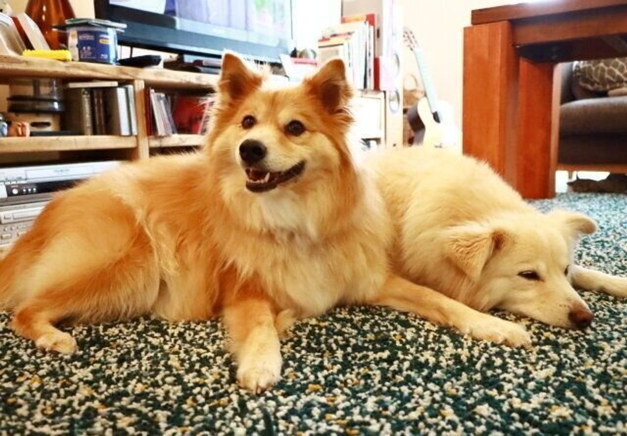 犬のいない部屋 穴澤賢の犬のはなし いぬのきもちweb Magazine 犬のいない部屋 穴澤賢の犬のはなし いぬのきもちweb Magazine