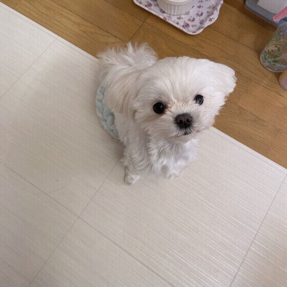マルチーズ　ちょこん