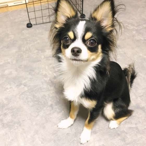 見つめるチワワ