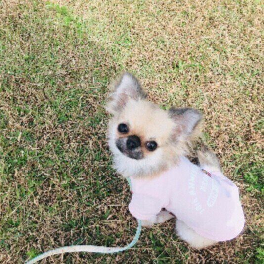 散歩するチワワ