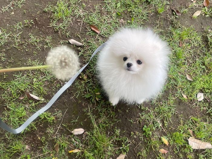 散歩をするちょむちゃん