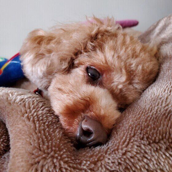 トイ・プードル  眠たくてボーッと