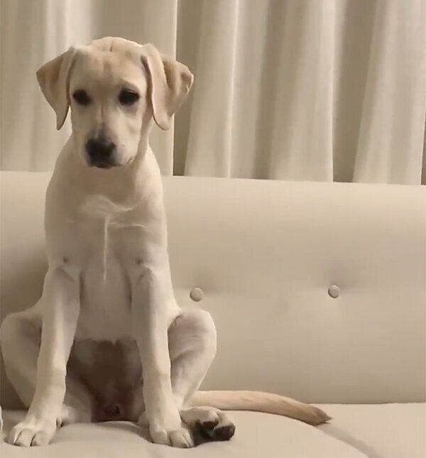 反省する様子を見せる、れもんちゃん