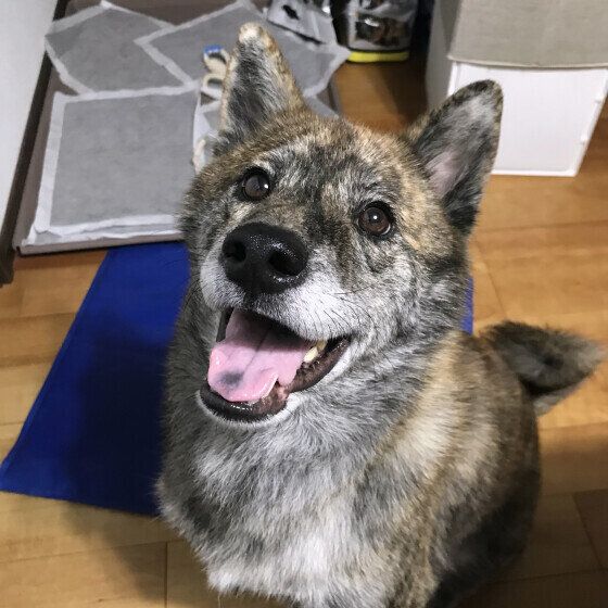 甲斐のかいくん♪