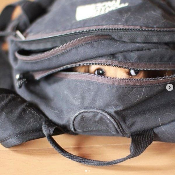 ミニチュア・ダックスフンドのシェリちゃん